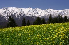 白馬三山と菜の花畑