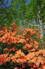 レンゲツツジと白樺