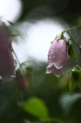 うつむく花