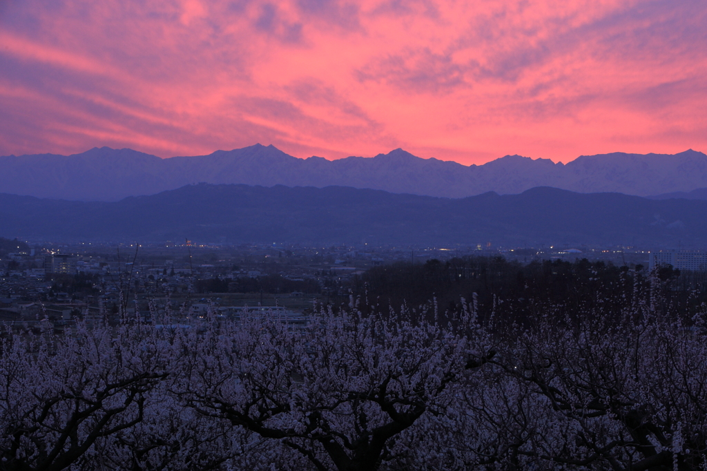 アンズ畑の夕暮れ