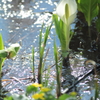 水芭蕉