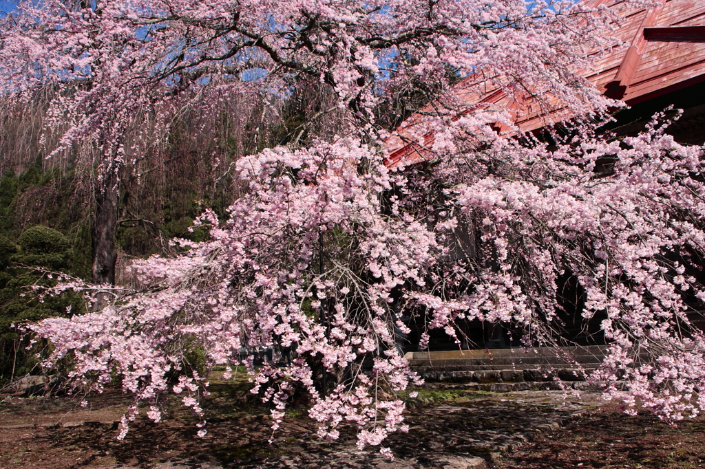 しだれ桜　2