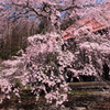 しだれ桜　2