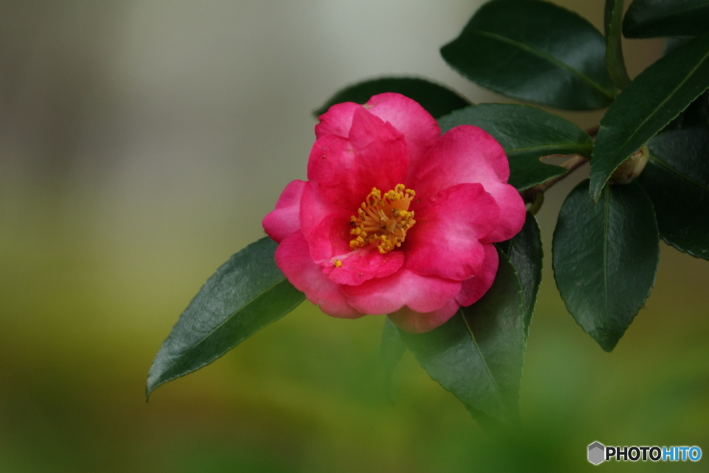 山茶花
