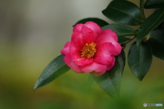山茶花