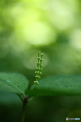 緑の中で