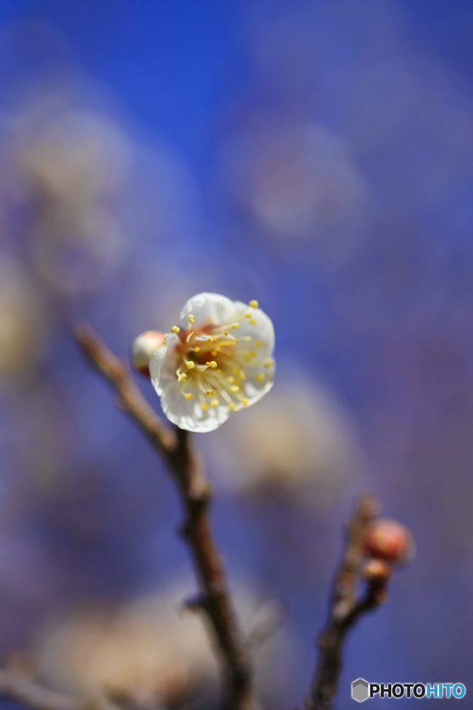 一日一花