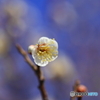 一日一花