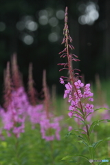 夏の花　６