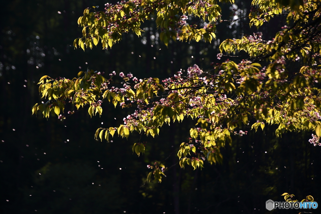 葉桜になるとき