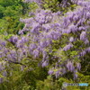 藤の花