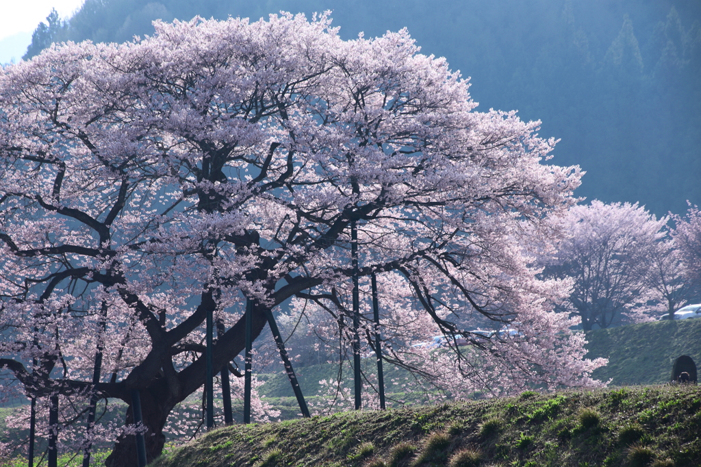 高山村桜情報　2