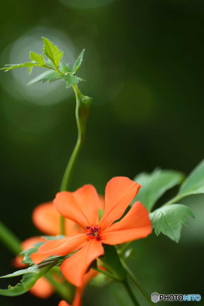 夏の花図鑑　1