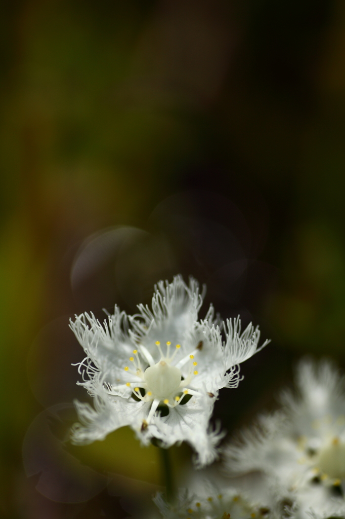 敬老の花