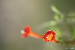 縷紅草