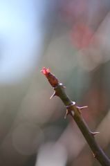 薔薇の決意