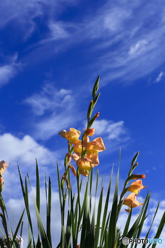 夏の花