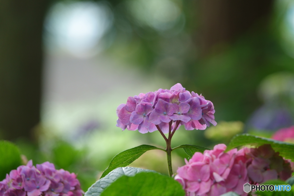 紫陽花