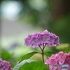 紫陽花