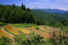 田植えのとき