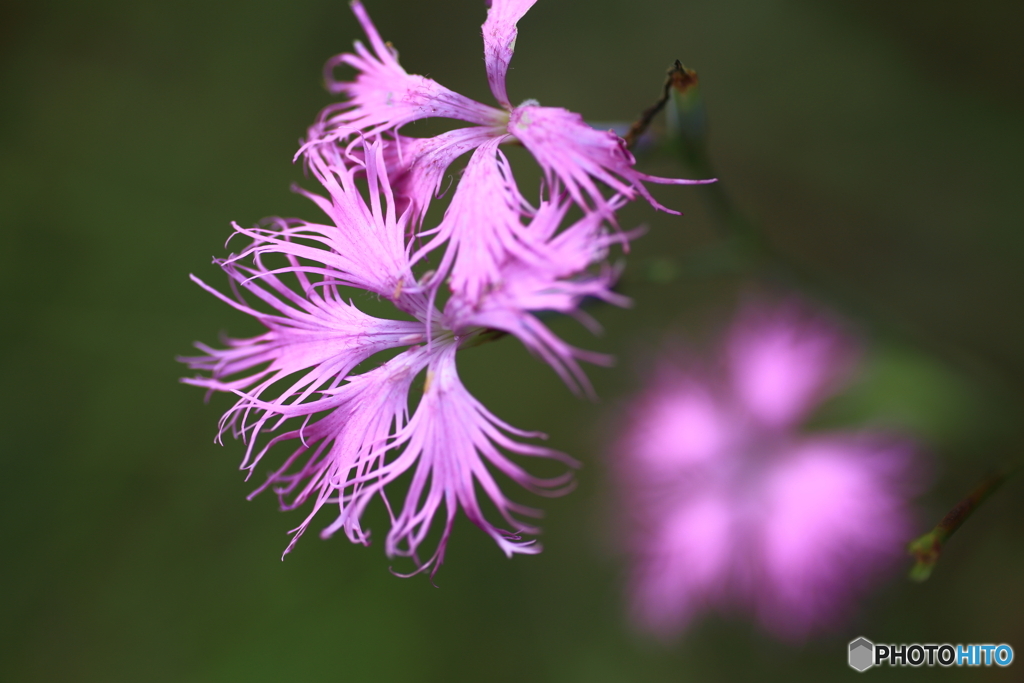 秋の七草　なでしこ