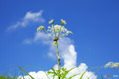 夏