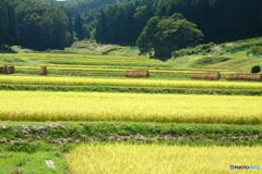 実り