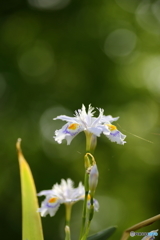 著莪の花