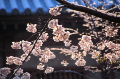 雪桜２