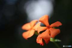 晩夏の赤