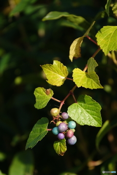 パステルカラー