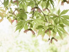試写
