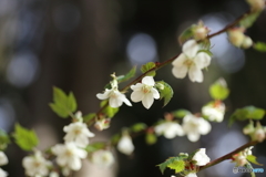 きいちごの花