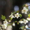 きいちごの花