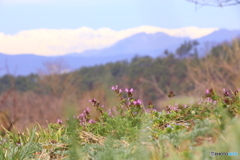 春は何処へ行った