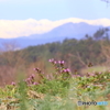 春は何処へ行った