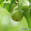 梅雨明け間近