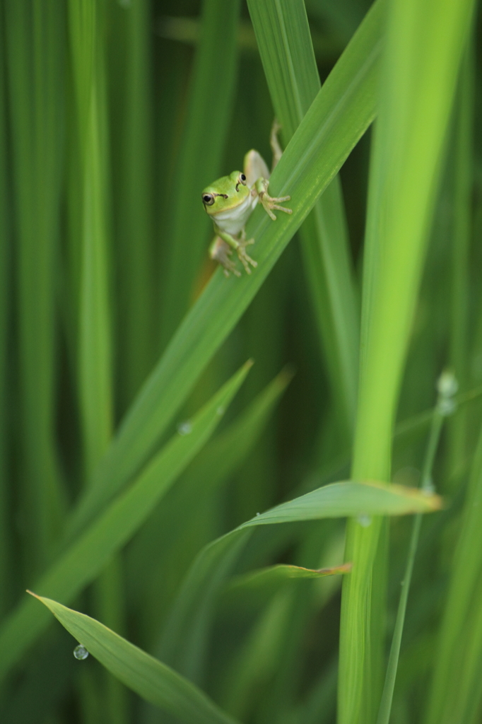 おひかえなすって!