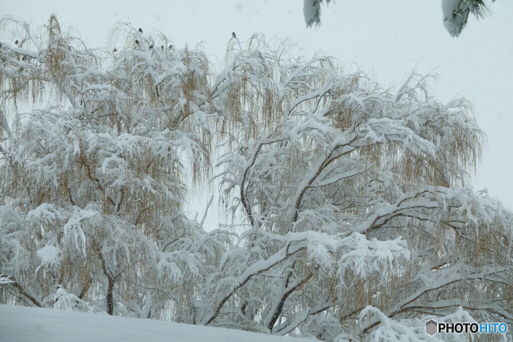 柳の雪