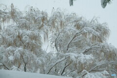 柳の雪