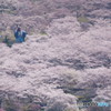 花の雲