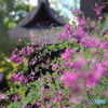 萩