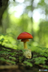 赤いキノコ