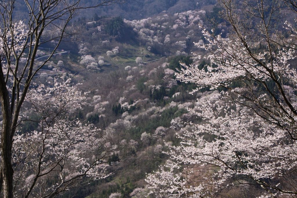 山桜の里　陸郷