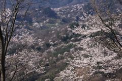 山桜の里　陸郷