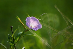 夏深し