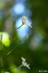 春の花　４