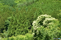 緑の季節