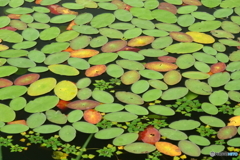 水草