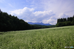 真夏のそば畑